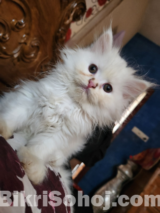 অরিজিনাল পার্সিয়ান বিড়াল মা সহ বাচ্চা